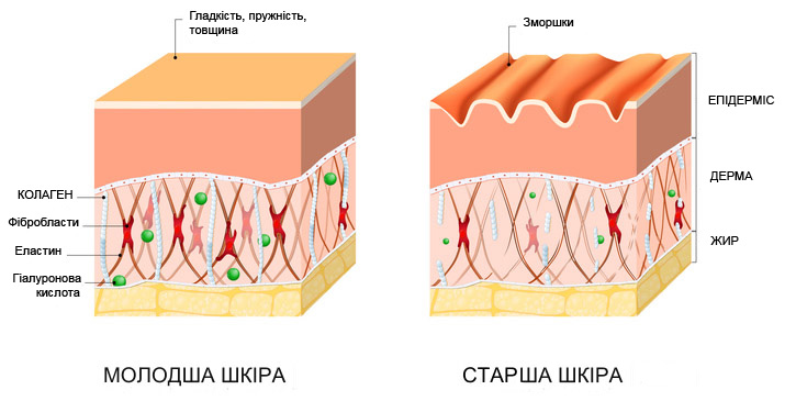 Як покращити вироблення колагену організмом